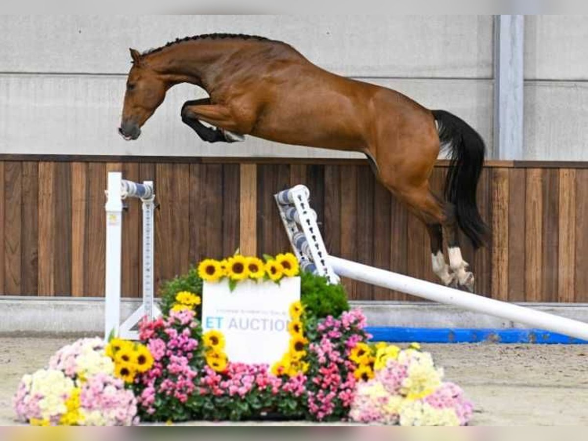 Pozostałe rasy Klacz 3 lat 161 cm in Zele