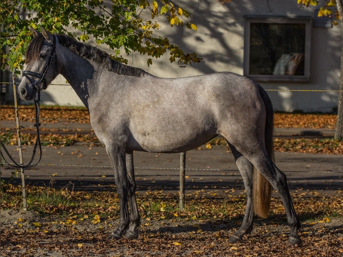 Pozostałe rasy Klacz 4 lat 148 cm Siwa in Schwäbisch Gmünd