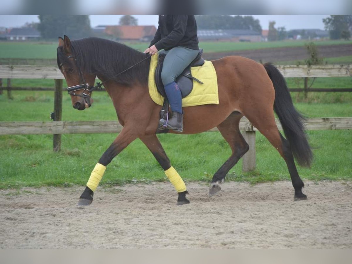 Pozostałe rasy Klacz 8 lat 145 cm Gniada in Breda