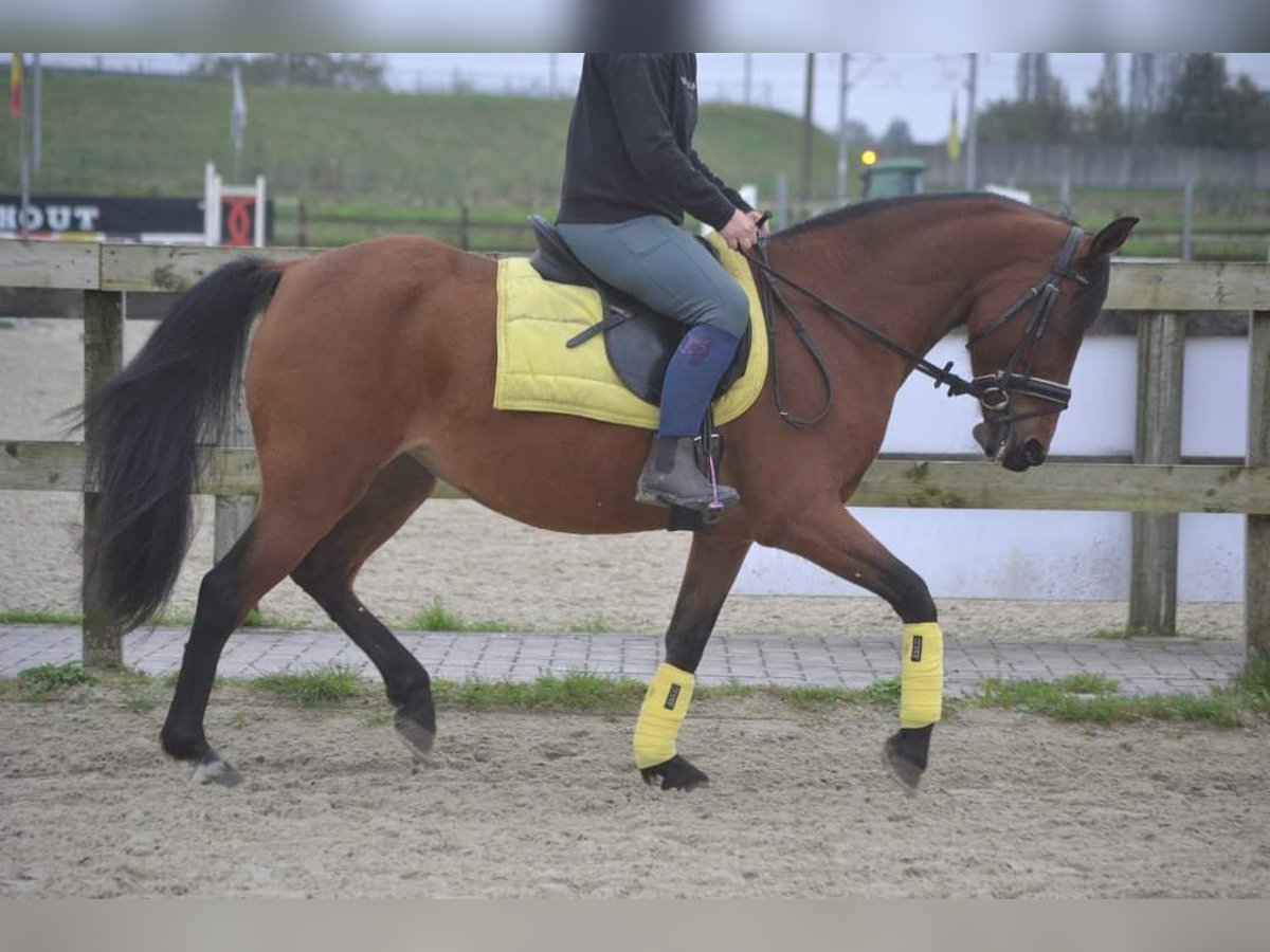 Pozostałe rasy Klacz 8 lat 145 cm Gniada in Wuustwezel