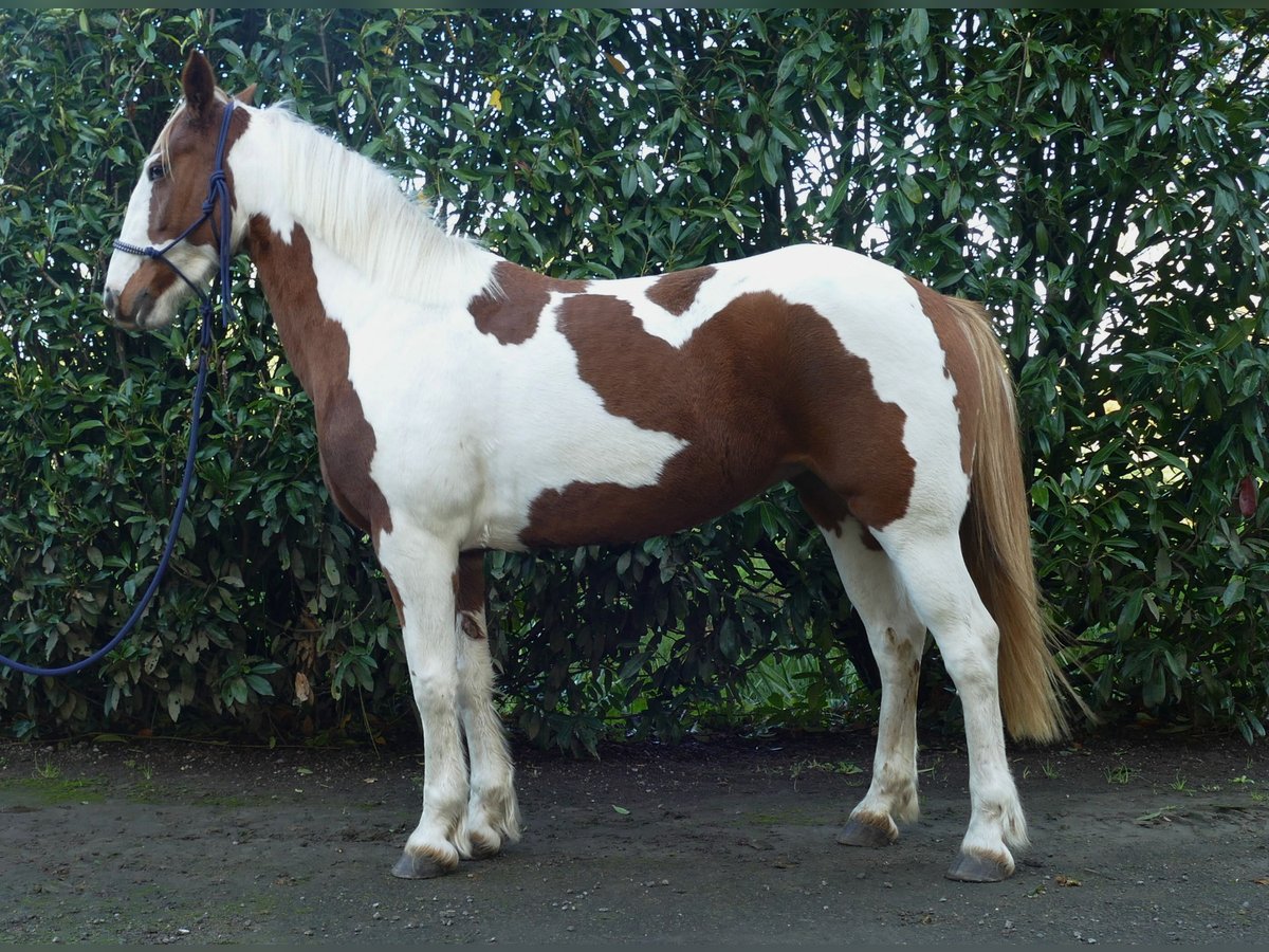 Pozostałe rasy Klacz 8 lat 152 cm Srokata in Lathen