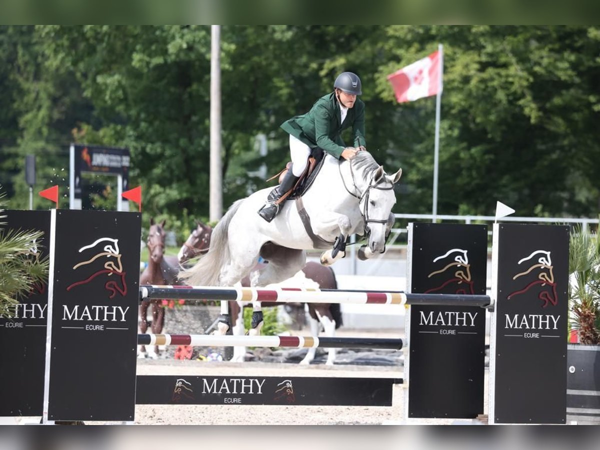 Pozostałe rasy Klacz 8 lat 163 cm Siwa in Liège