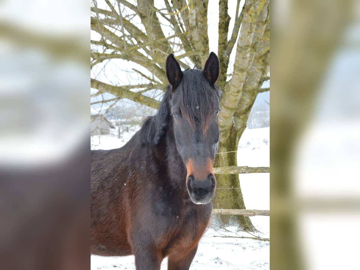 Pozostałe rasy Klacz 9 lat 175 cm Gniada in Bad Leonfelden