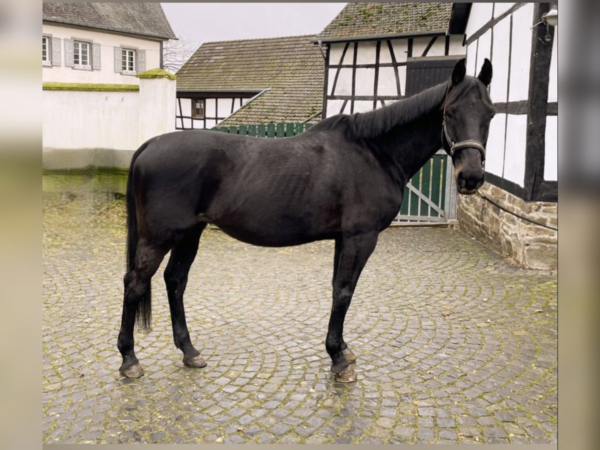 Pozostałe rasy Wałach 15 lat 165 cm Kara in Lohmar