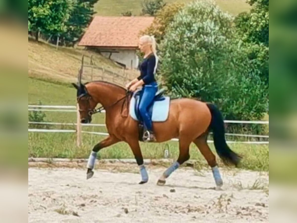 Pozostałe rasy Mix Wałach 21 lat 152 cm Gniada in Minihof-Liebau