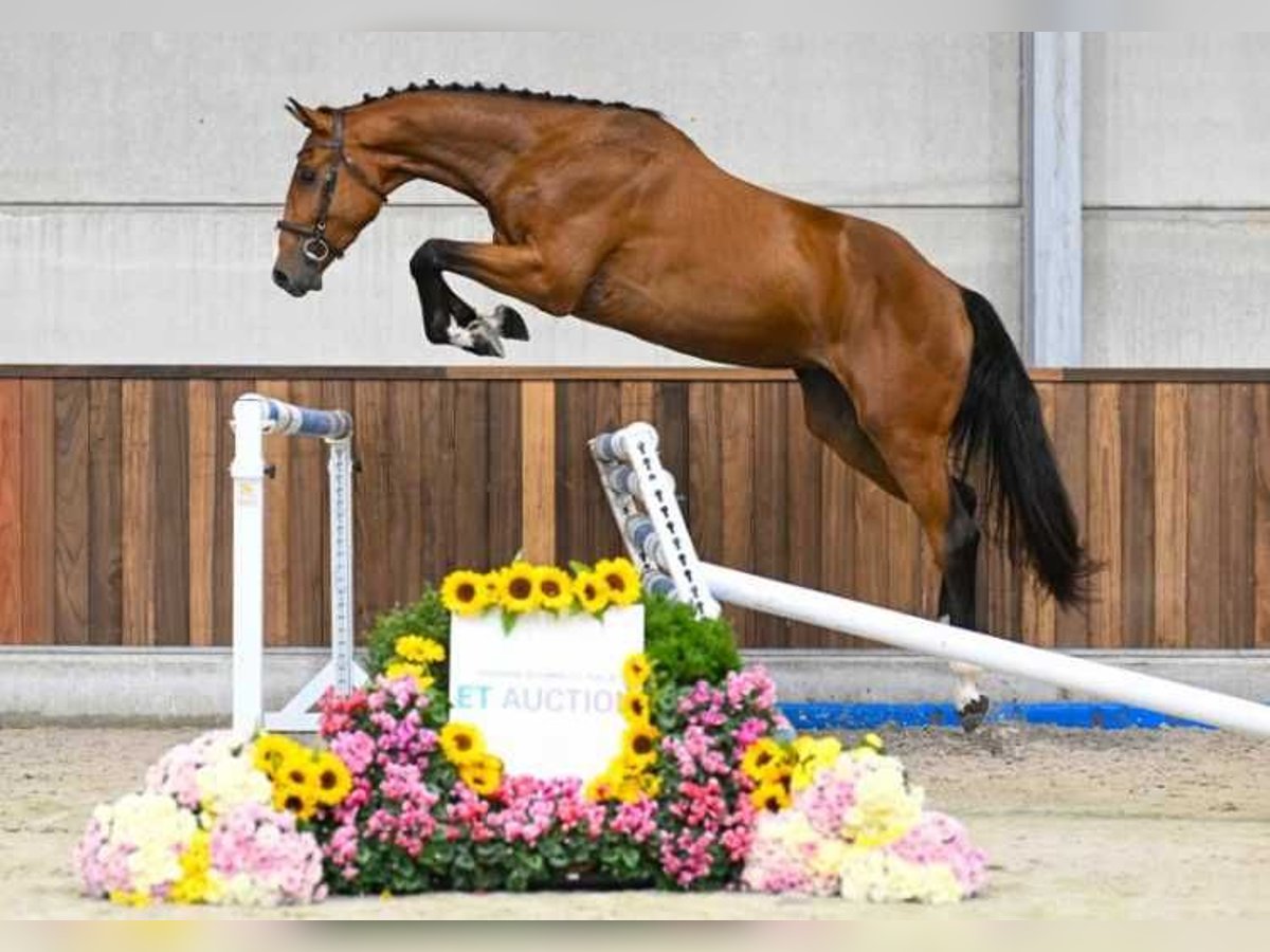 Pozostałe rasy Wałach 3 lat 168 cm in Zele