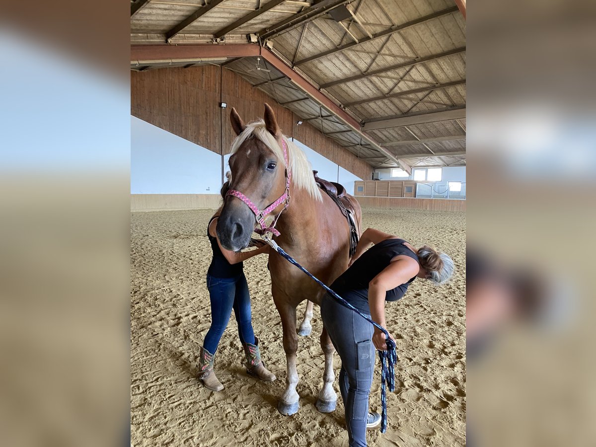 Pozostałe rasy Mix Wałach 6 lat 162 cm Bułana in Gerasdorf