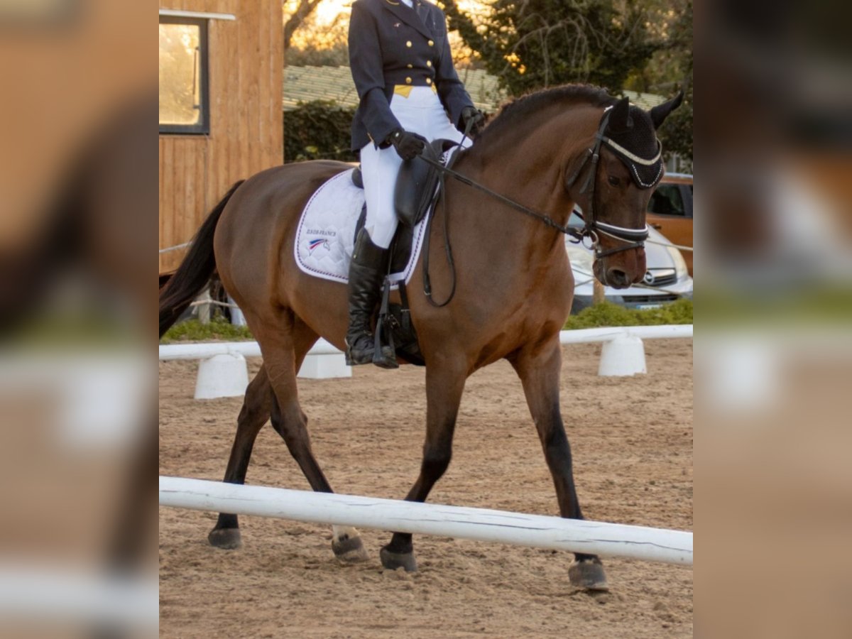 PRE Mestizo Caballo castrado 10 años 155 cm Castaño in Montpellier