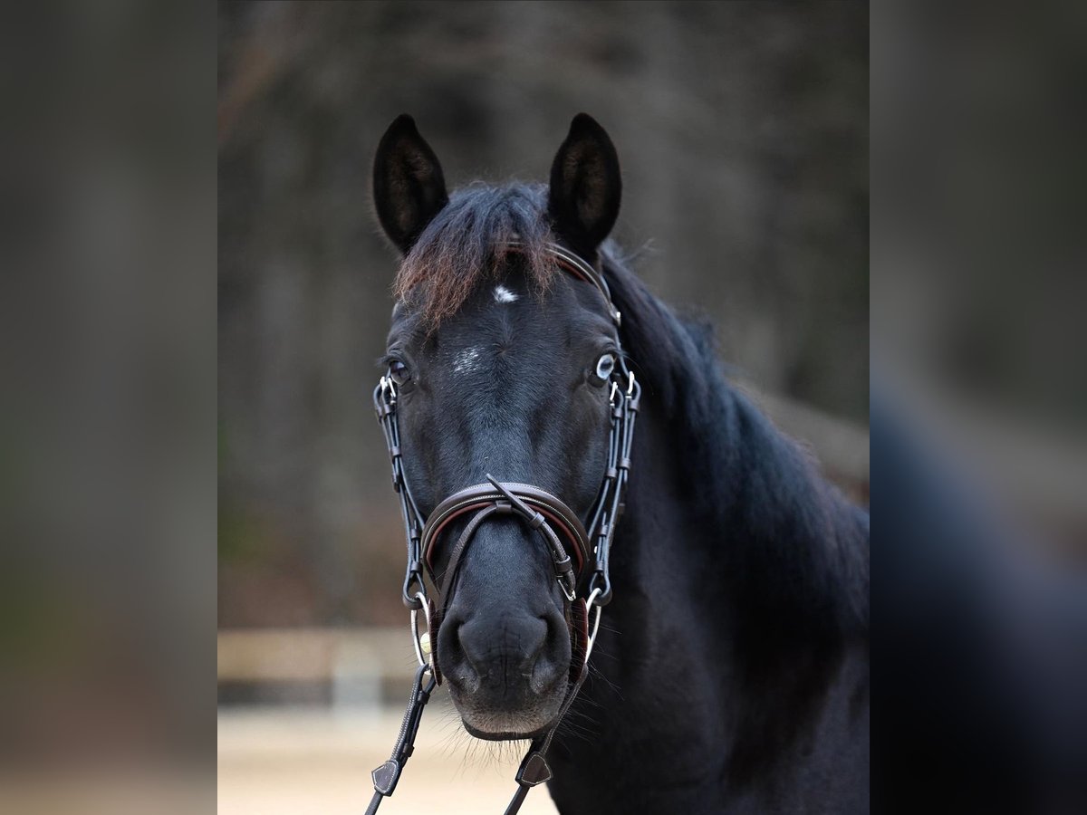 PRE Mestizo Caballo castrado 10 años 155 cm Negro in Gauting