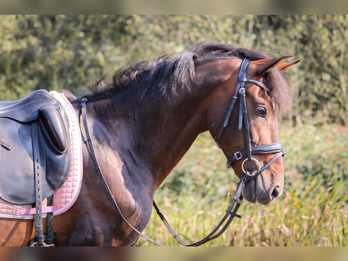 PRE Mestizo Caballo castrado 10 años 157 cm Castaño oscuro in Lisserbroek