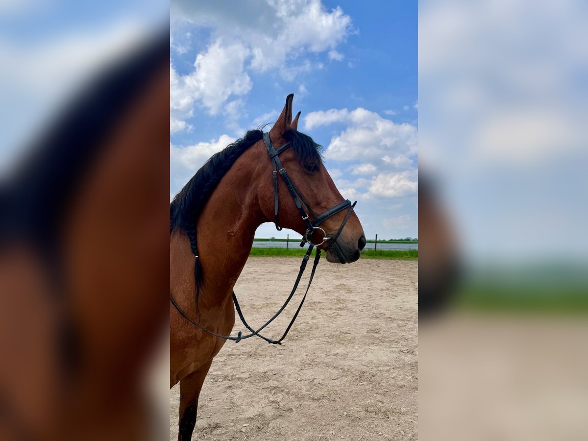PRE Mestizo Caballo castrado 10 años 160 cm Castaño in D&#xFC;sseldorf