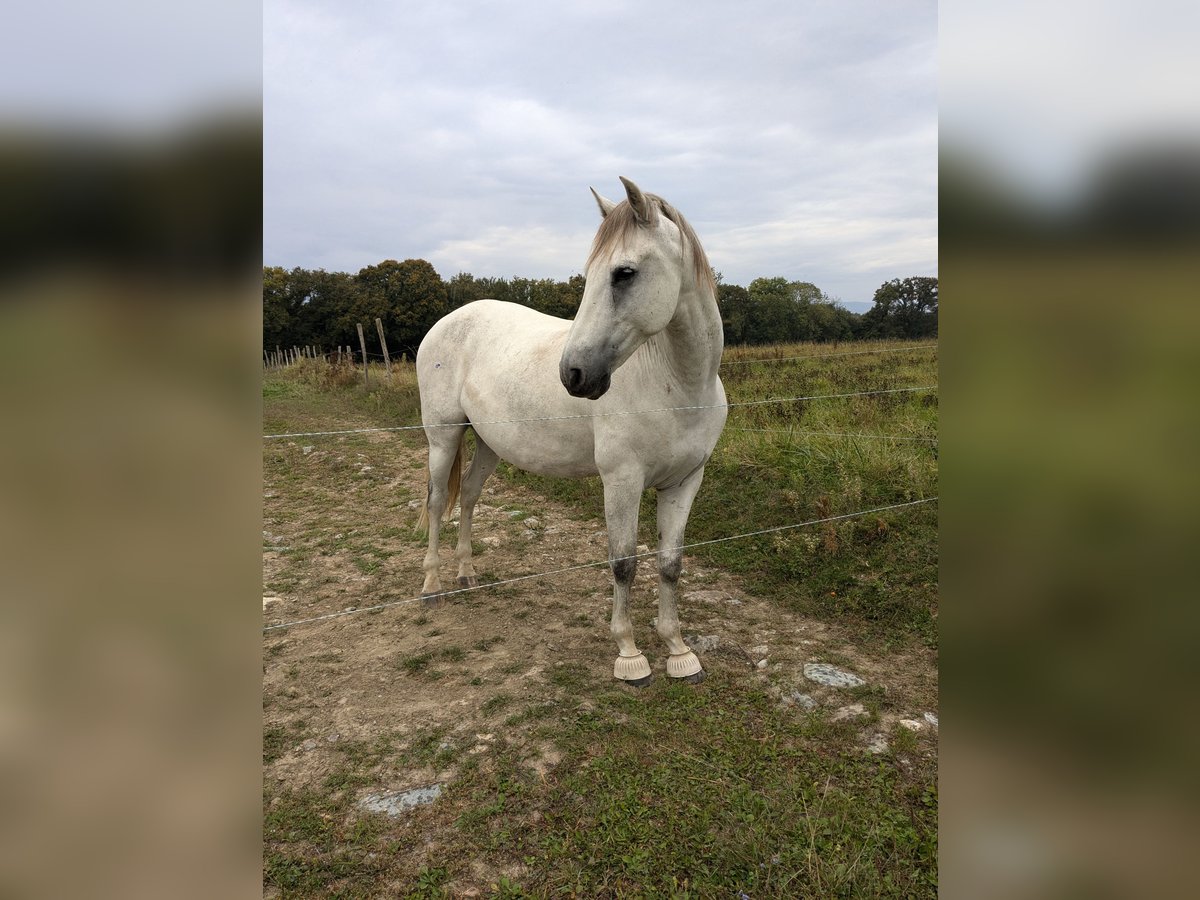 PRE Mestizo Caballo castrado 10 años 160 cm Tordo in Excenevex