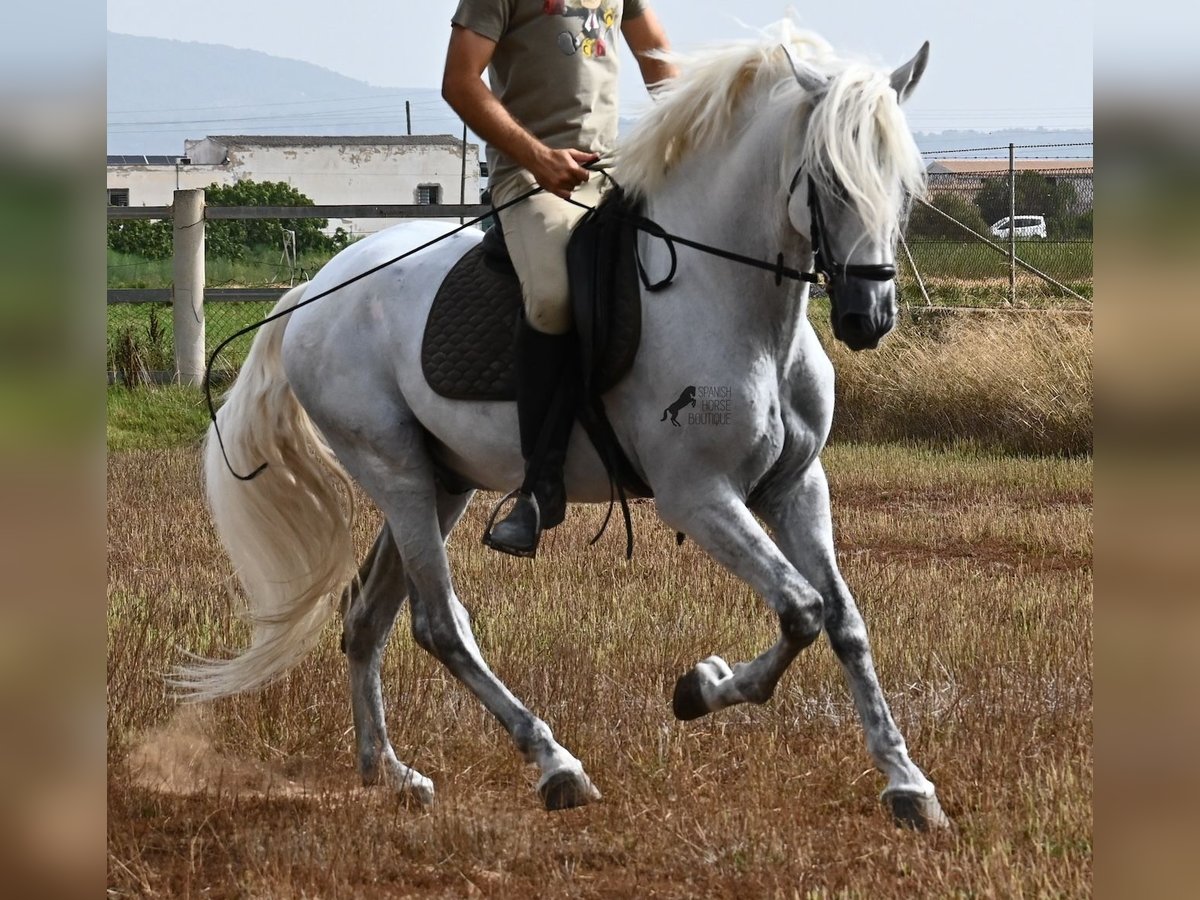 PRE Mestizo Caballo castrado 10 años 162 cm Tordo in Mallorca