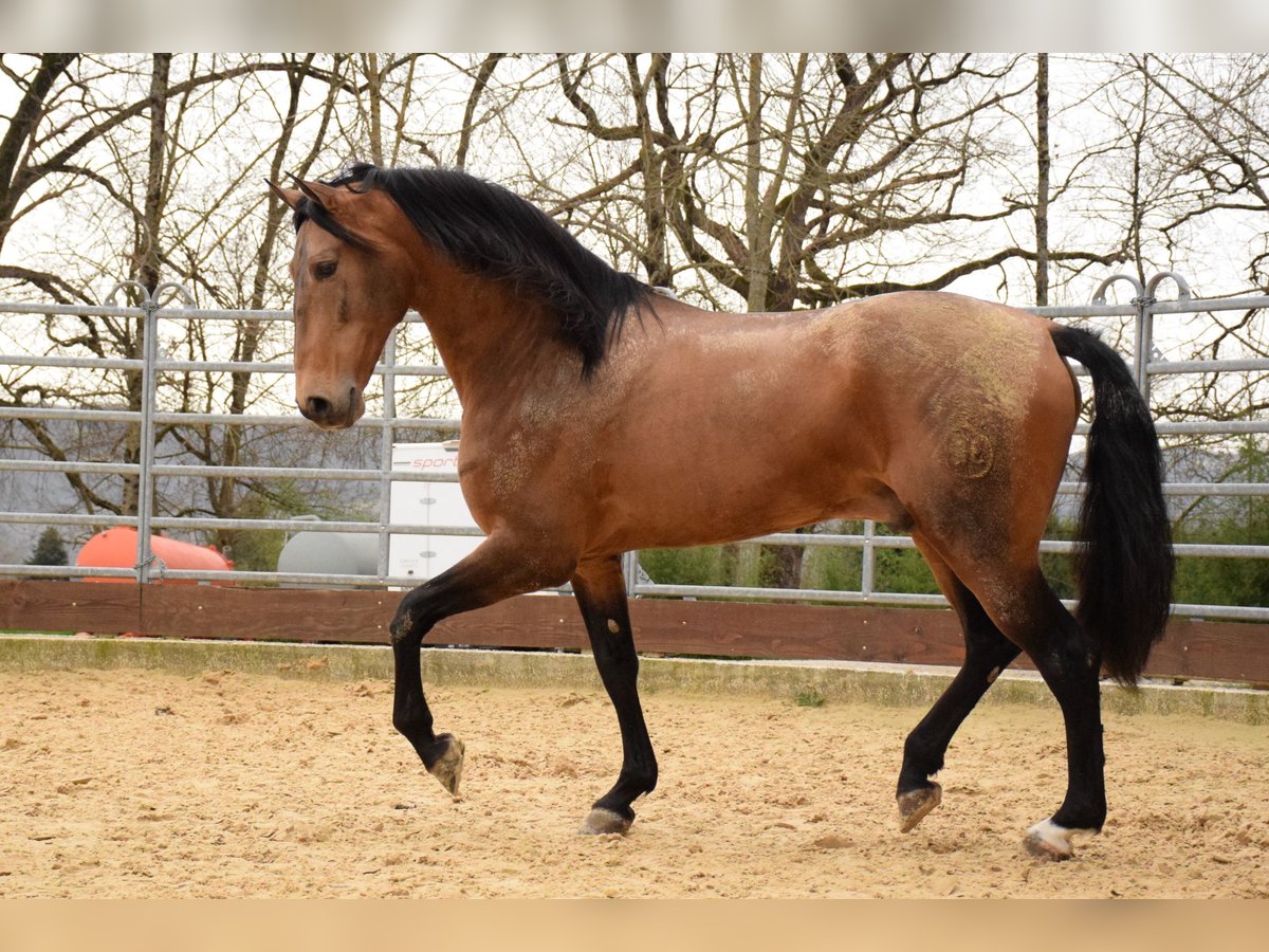 PRE Mestizo Caballo castrado 10 años 163 cm Bayo in Caumont