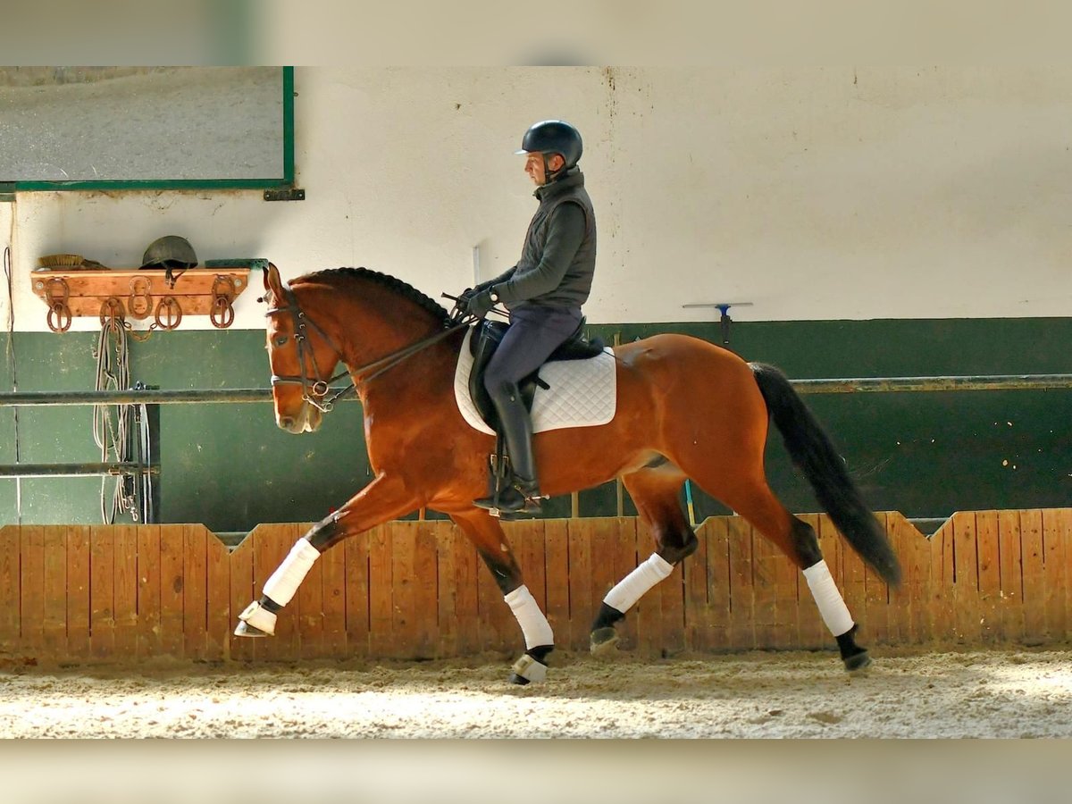 PRE Mestizo Caballo castrado 10 años 163 cm Castaño in Gri&#xF1;on