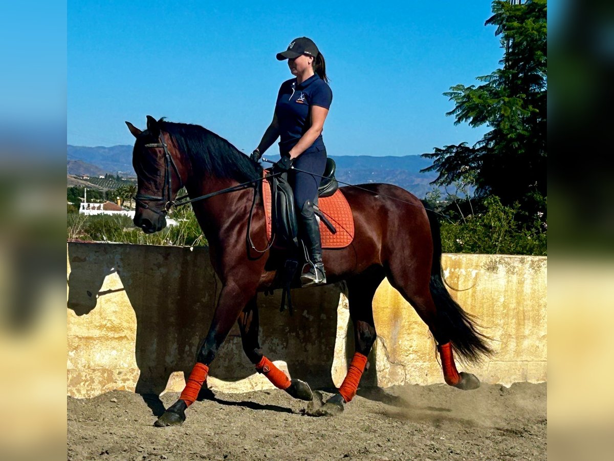 PRE Mestizo Caballo castrado 10 años 163 cm Castaño oscuro in Martfeld