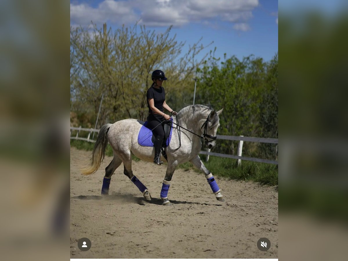 PRE Mestizo Caballo castrado 10 años 163 cm Tordo in N&#xEE;mes