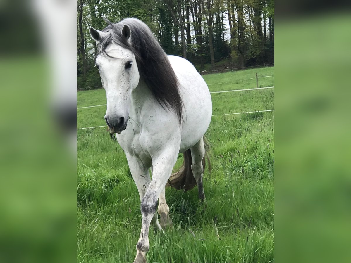 PRE Caballo castrado 10 años 163 cm Tordo picazo in Kürten