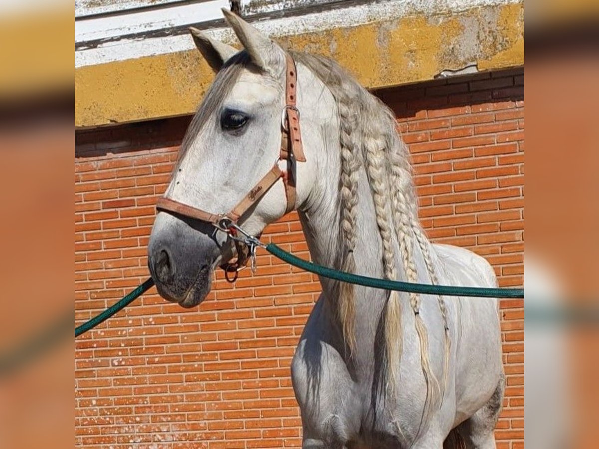 PRE Mestizo Caballo castrado 10 años 164 cm Tordo in Madrid