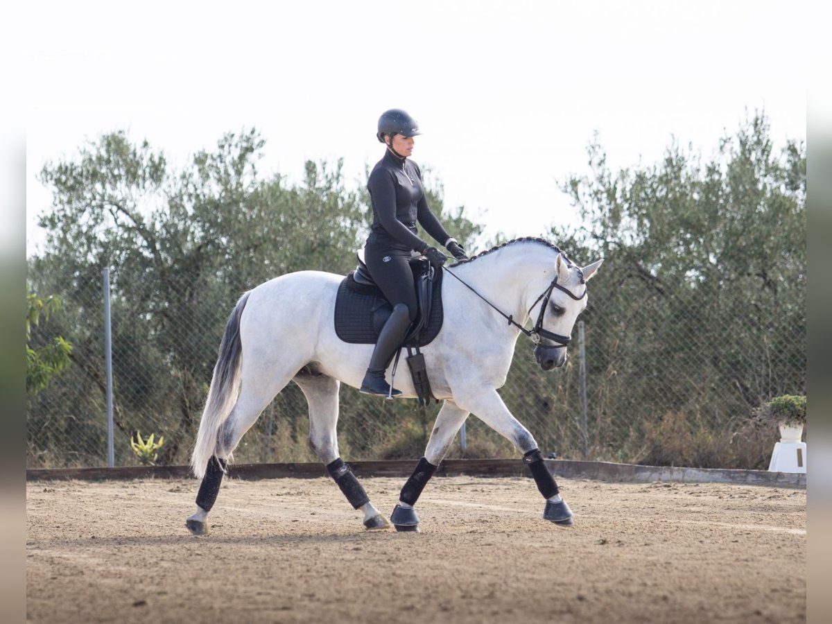 PRE Mestizo Caballo castrado 10 años 164 cm Tordo in Pilas