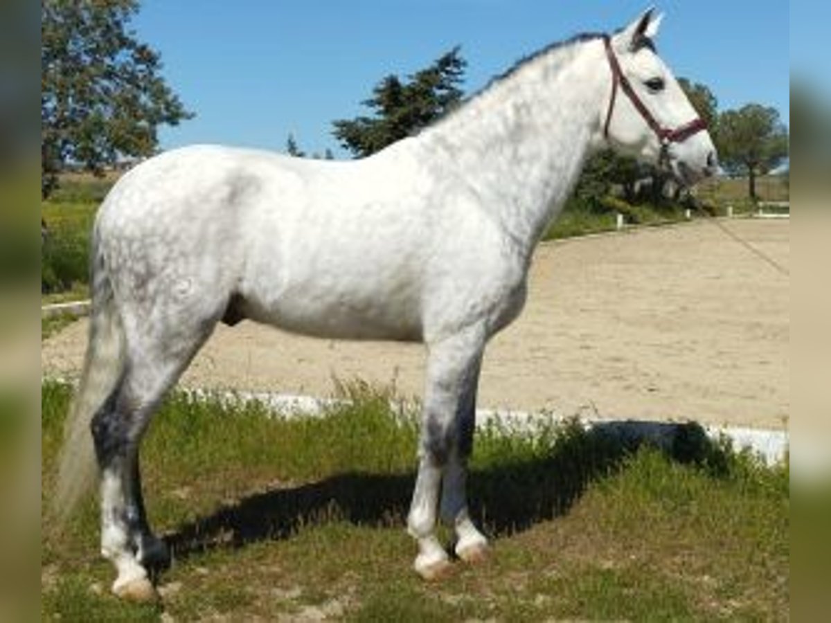 PRE Mestizo Caballo castrado 10 años 165 cm Tordo in MADRID