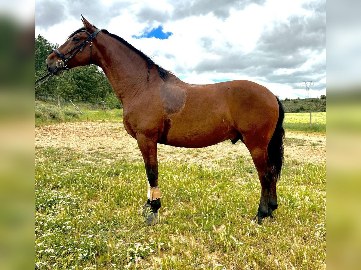 PRE Mestizo Caballo castrado 10 años 167 cm Castaño in Bötersen