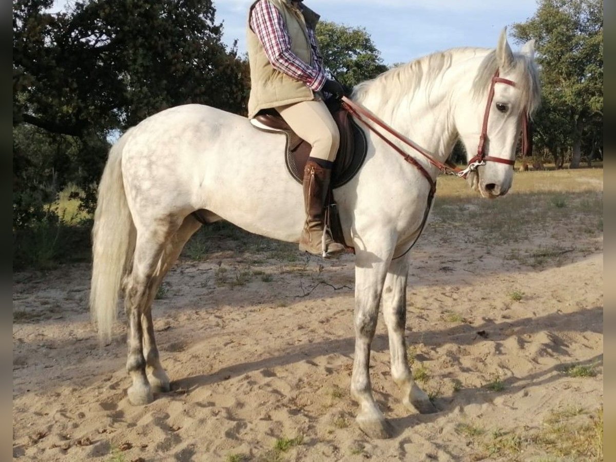 PRE Mestizo Caballo castrado 10 años 167 cm Tordo in Madrid