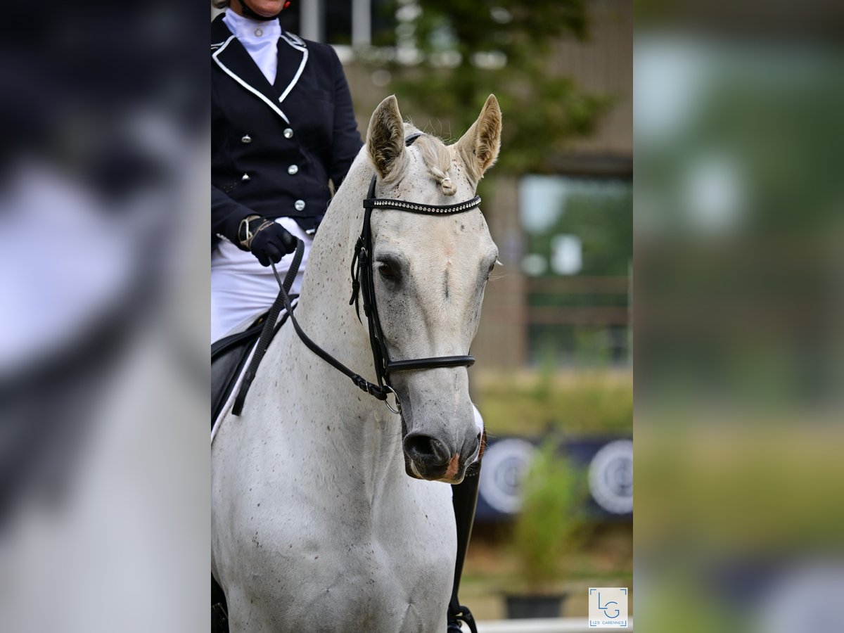 PRE Mestizo Caballo castrado 10 años 168 cm Tordo picazo in vernantes