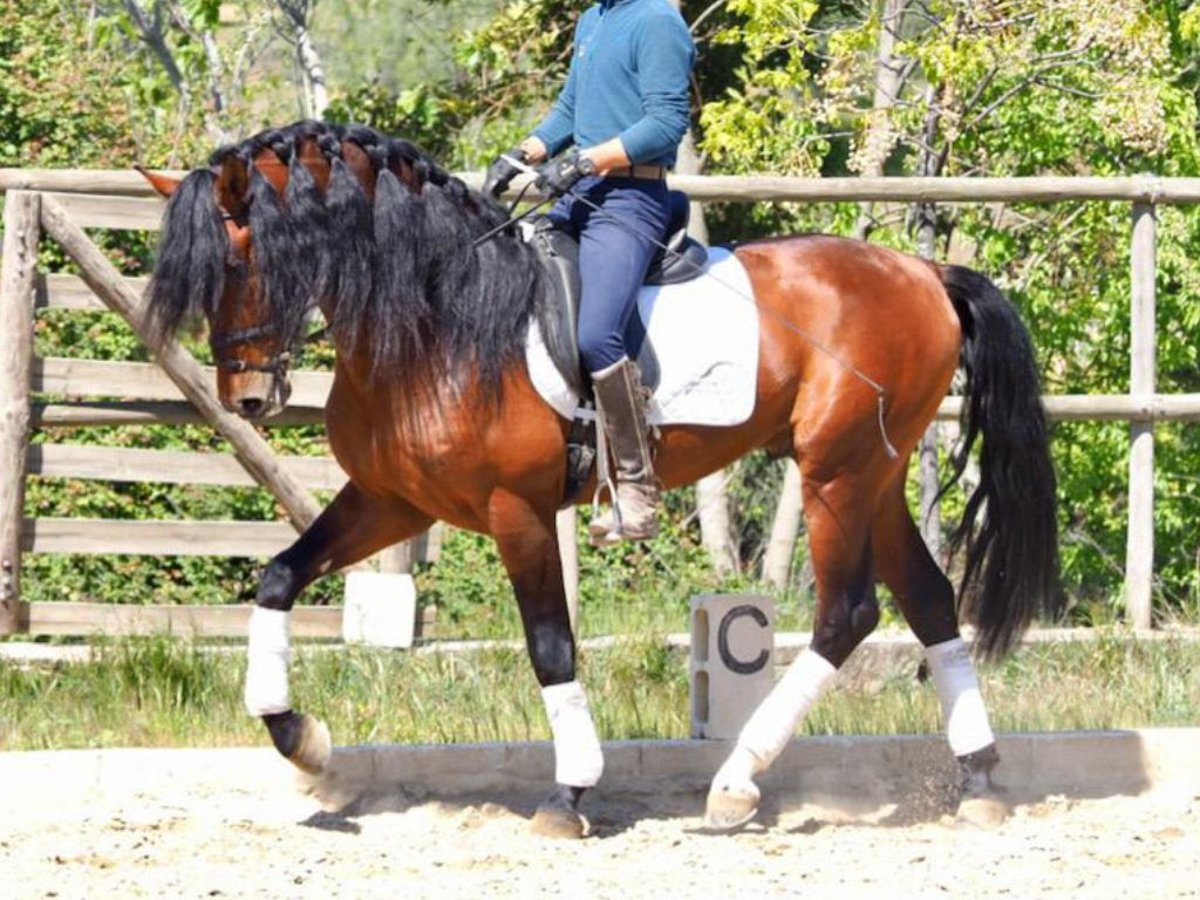 PRE Mestizo Caballo castrado 10 años 171 cm Castaño rojizo in NAVAS DEL MADRONO