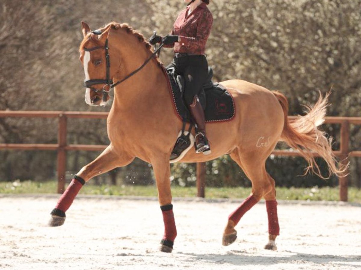 PRE Mestizo Caballo castrado 10 años 172 cm Alazán in Navas Del Madroño