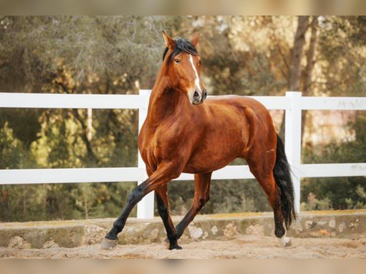 PRE Caballo castrado 10 años 174 cm Castaño in El Catllar