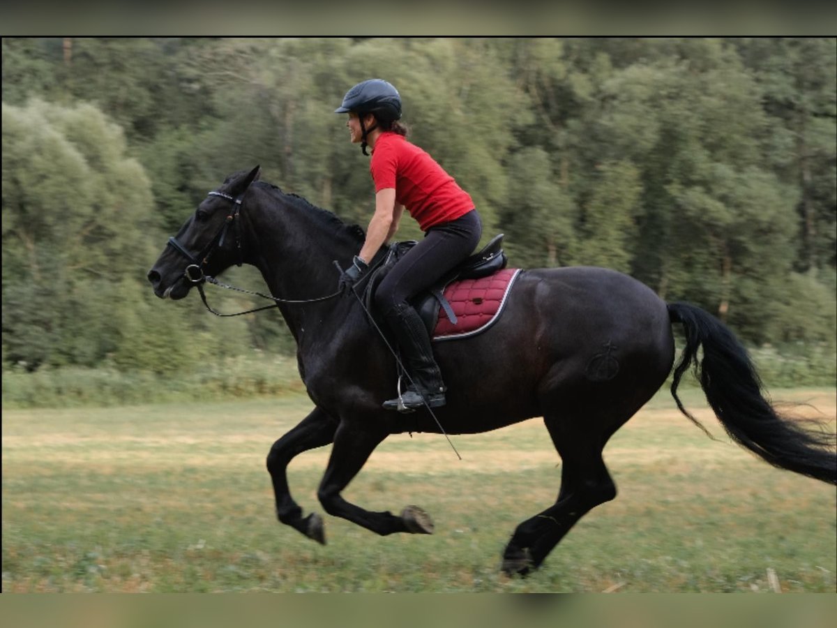PRE Mestizo Caballo castrado 11 años 157 cm Negro in Hart bei Graz