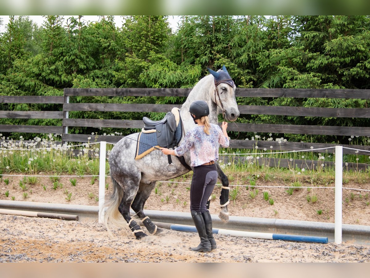 PRE Caballo castrado 11 años 157 cm Tordo in Tartu