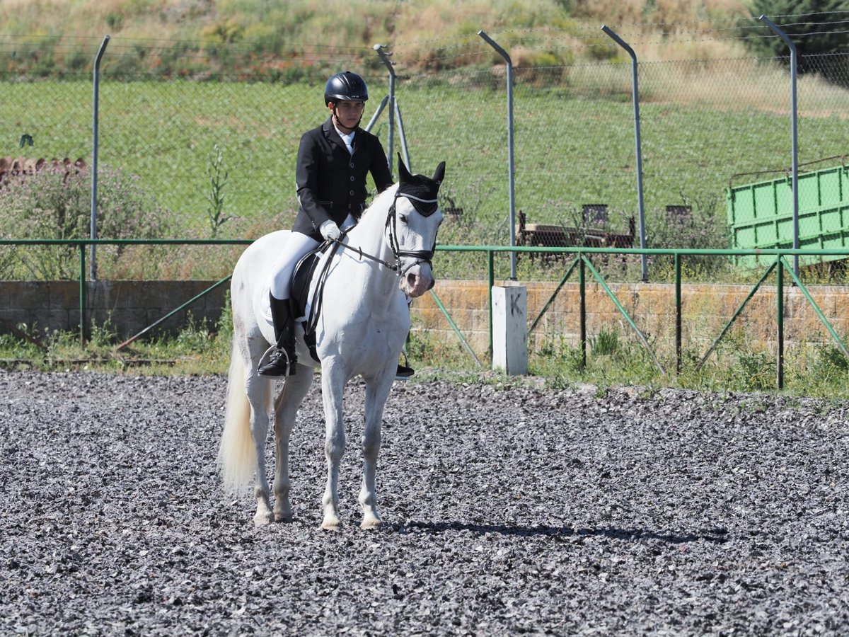 PRE Mestizo Caballo castrado 11 años 157 cm Tordo in Valladolid