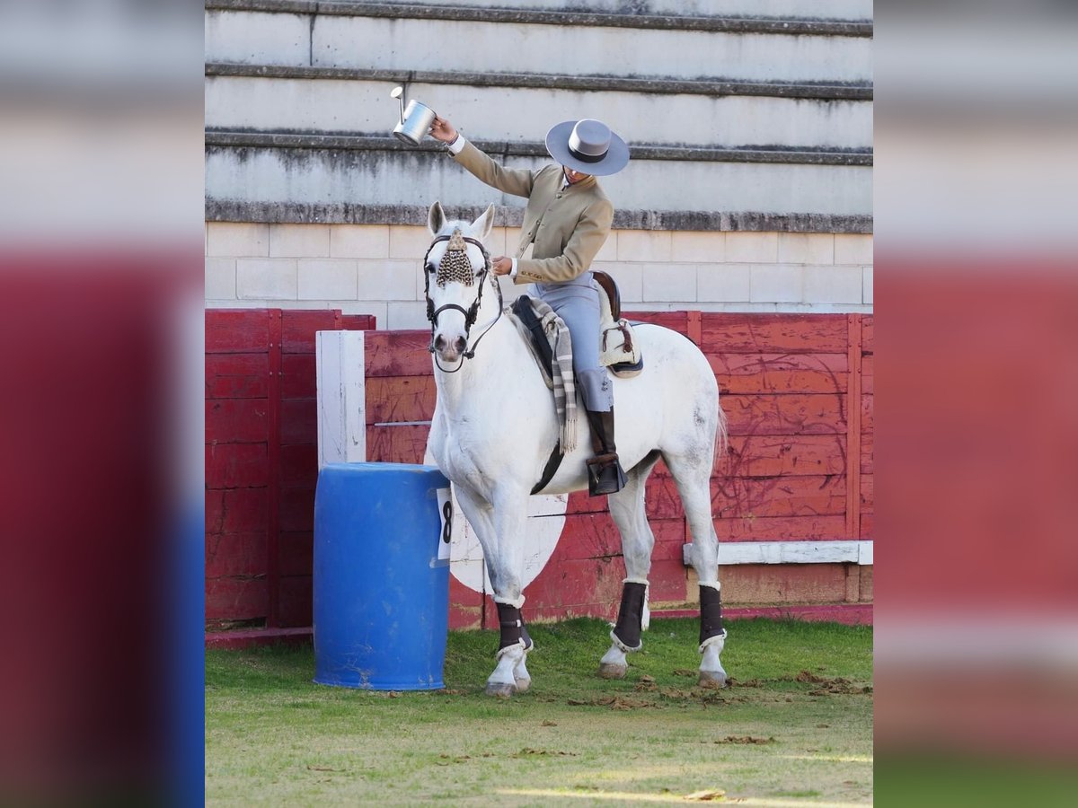 PRE Caballo castrado 11 años 157 cm Tordo in Valladolid