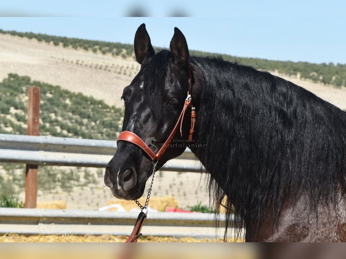 PRE Mestizo Caballo castrado 11 años 158 cm Negro in Dausse