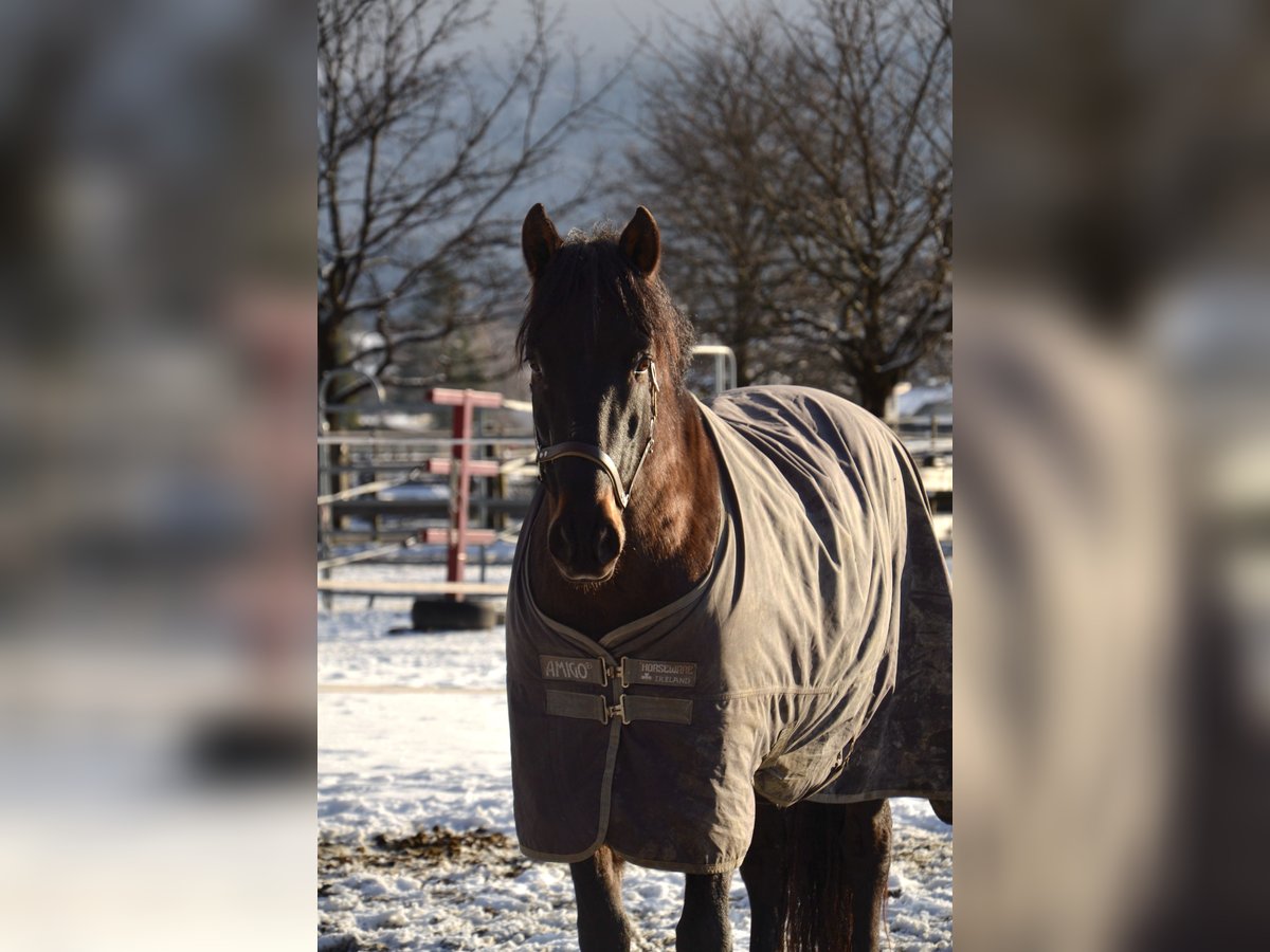 PRE Mestizo Caballo castrado 11 años 160 cm Castaño oscuro in Reutte