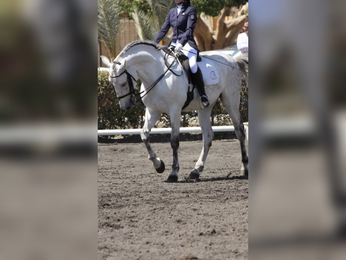 PRE Mestizo Caballo castrado 11 años 160 cm Tordo in Vera