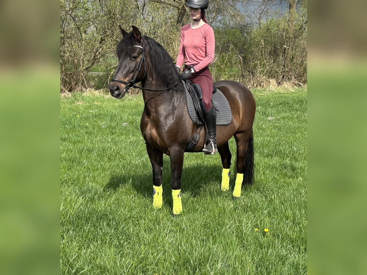 PRE Mestizo Caballo castrado 11 años 162 cm Castaño oscuro in Sottrum