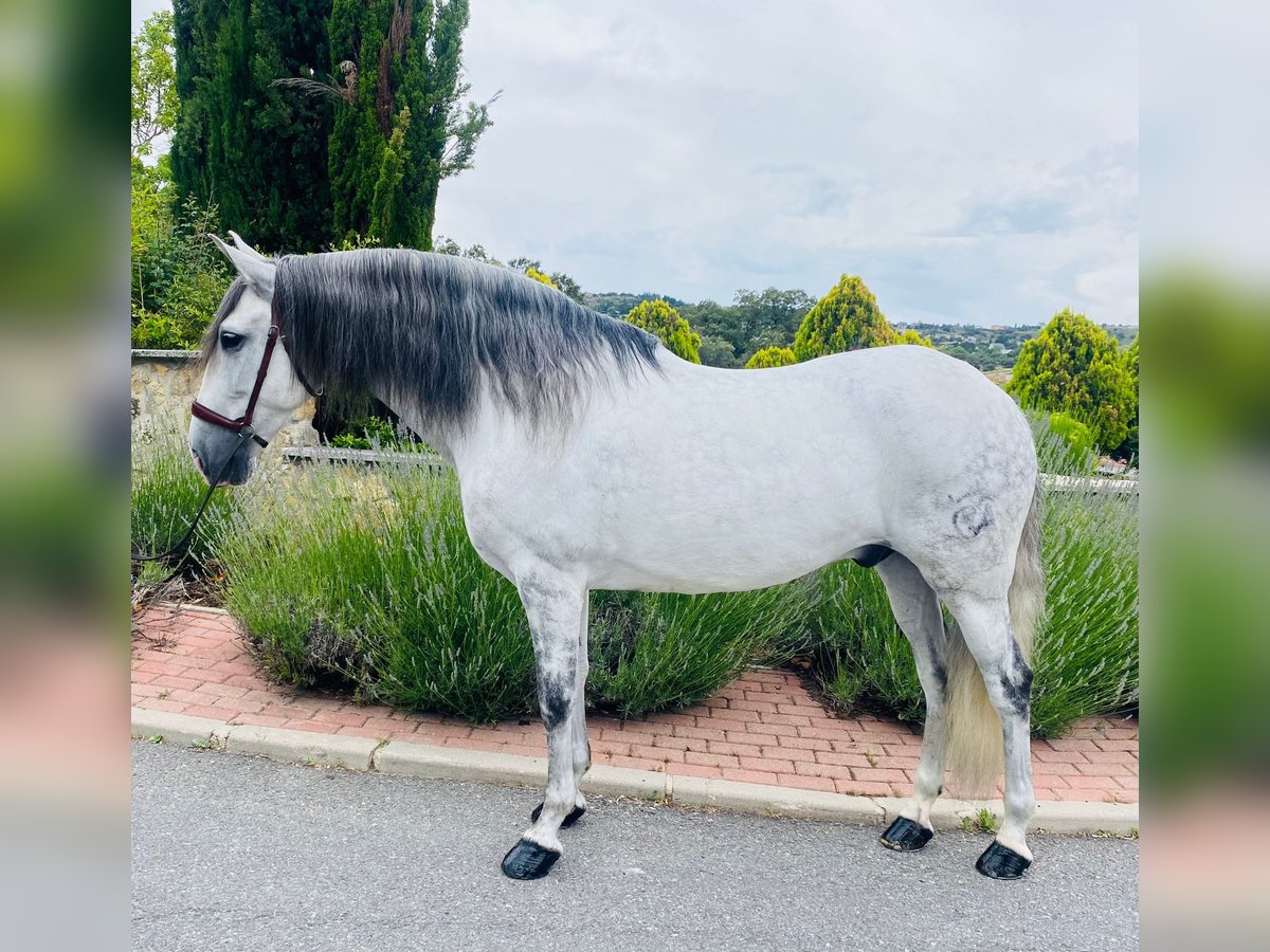 PRE Mestizo Caballo castrado 11 años 162 cm Tordo in Due&#xF1;as