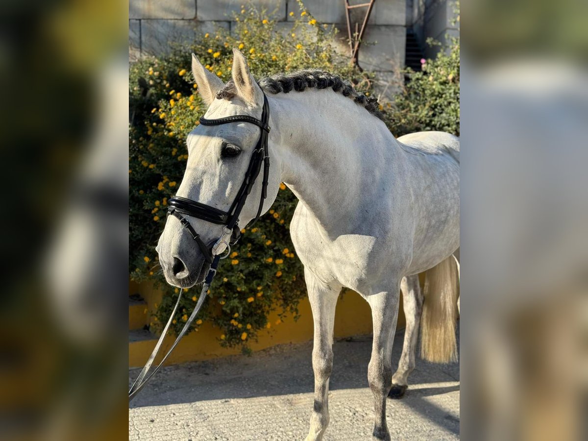 PRE Mestizo Caballo castrado 11 años 162 cm Tordo rodado in Martfeld