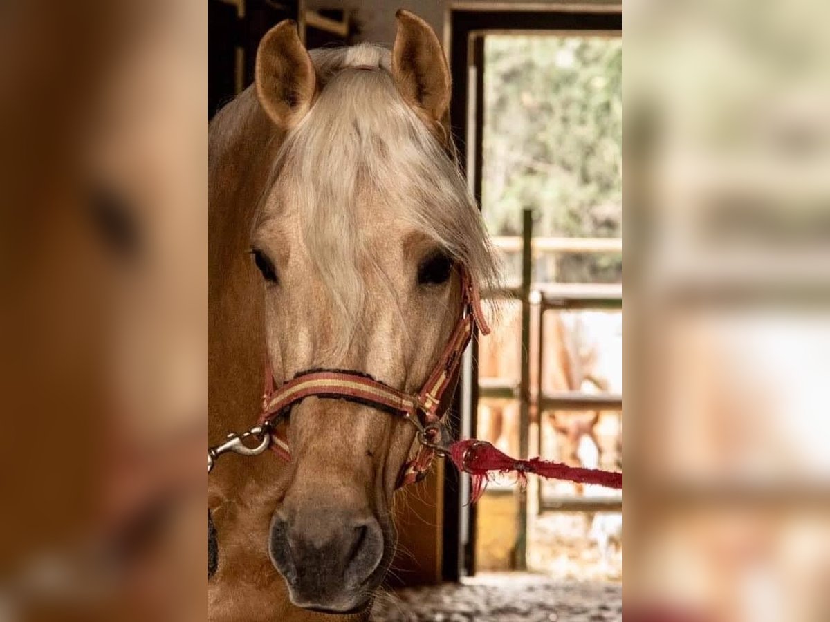 PRE Mestizo Caballo castrado 11 años 165 cm Palomino in Martfeld