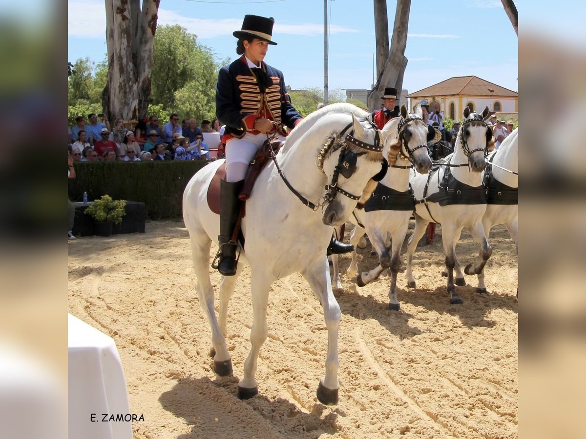 PRE Caballo castrado 11 años 165 cm Tordo in Almonte