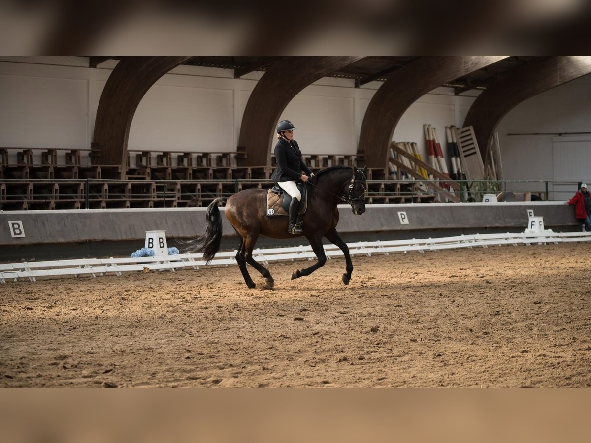 PRE Mestizo Caballo castrado 11 años 167 cm Morcillo in Stadthagen