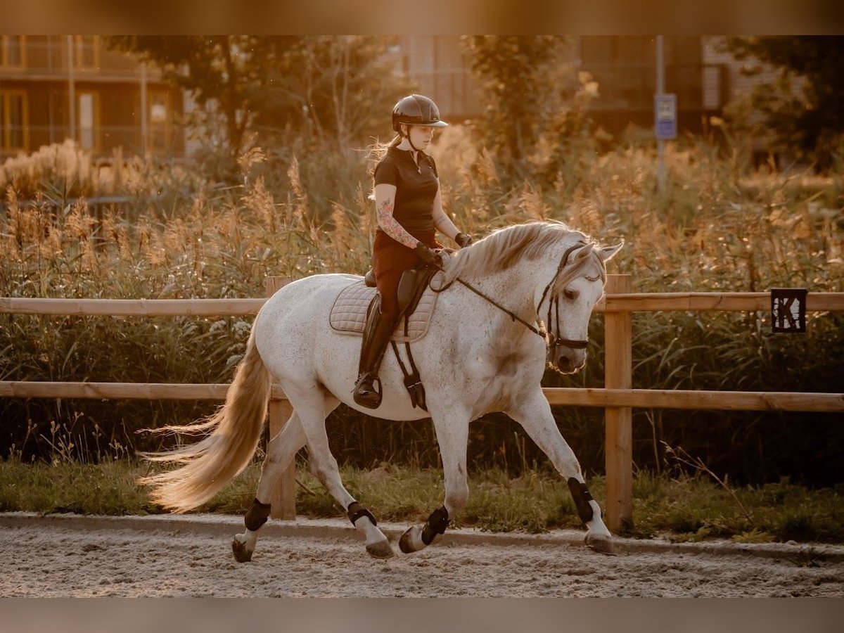 PRE Mestizo Caballo castrado 11 años 167 cm Tordo picazo in Almere