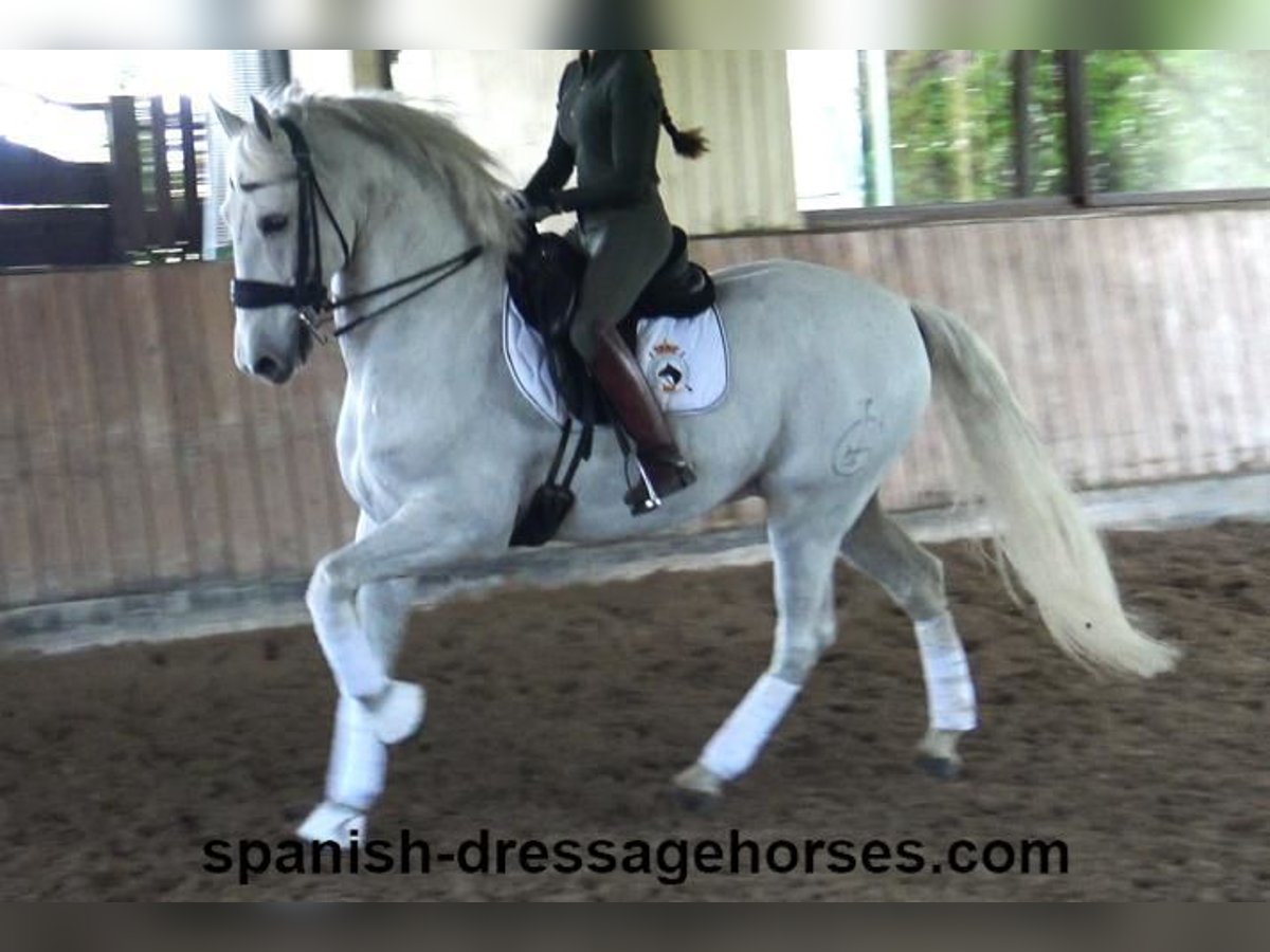 PRE Mestizo Caballo castrado 11 años 168 cm Tordo in Barcelona