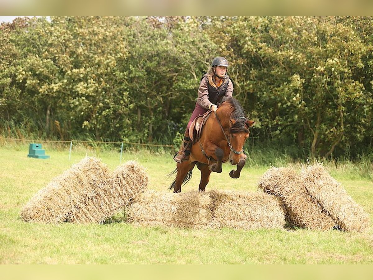 PRE Caballo castrado 12 años 155 cm Castaño in Callantsoog