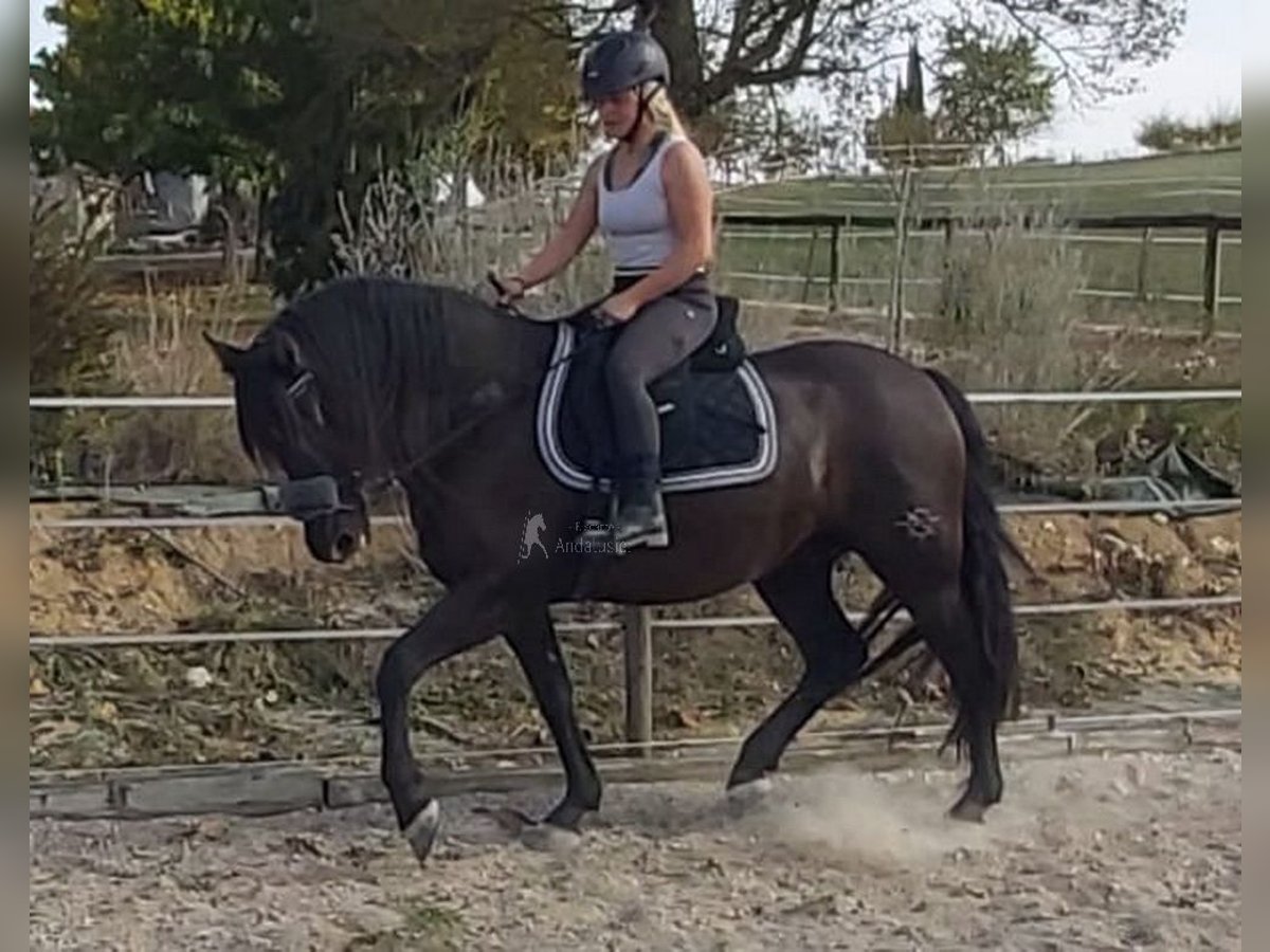 PRE Caballo castrado 12 años 158 cm Negro in Dausse