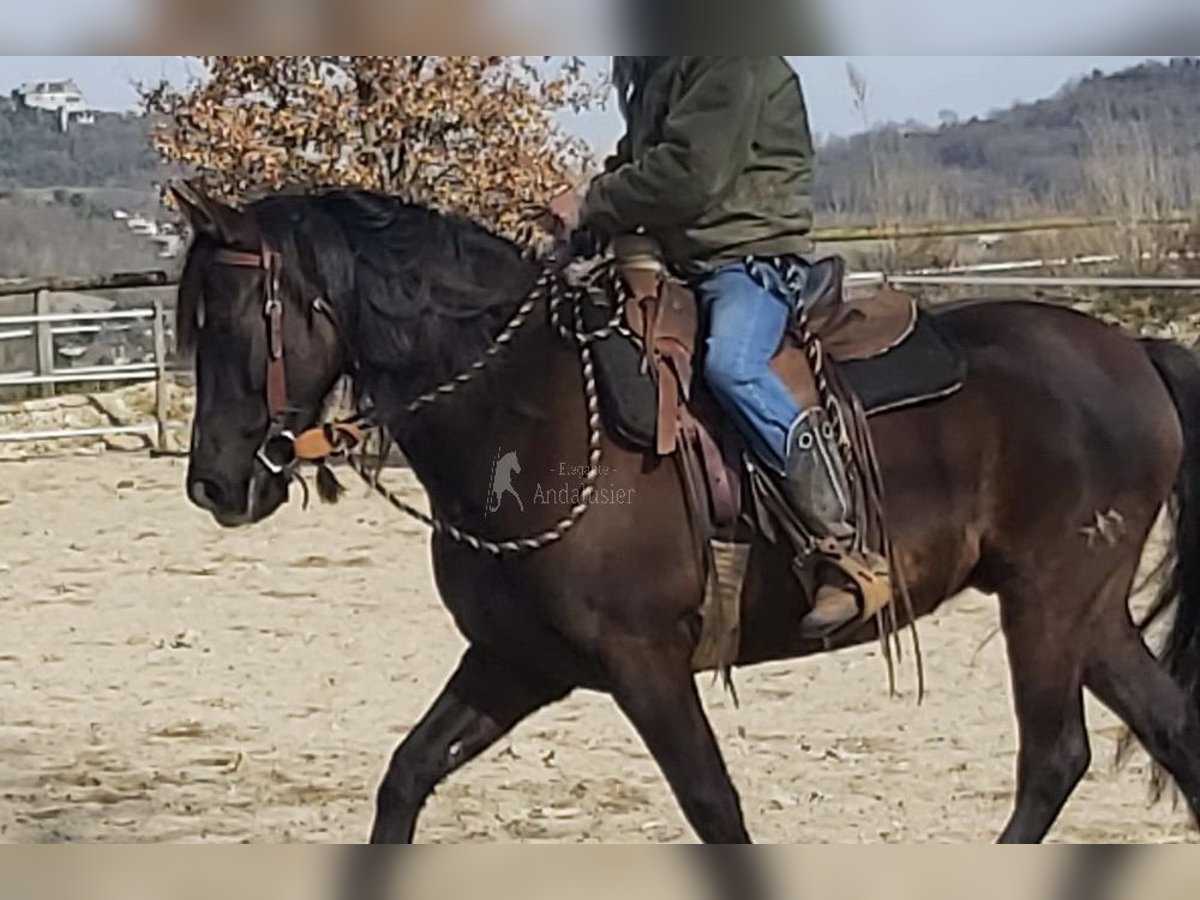 PRE Caballo castrado 12 años 158 cm Negro in Dausse