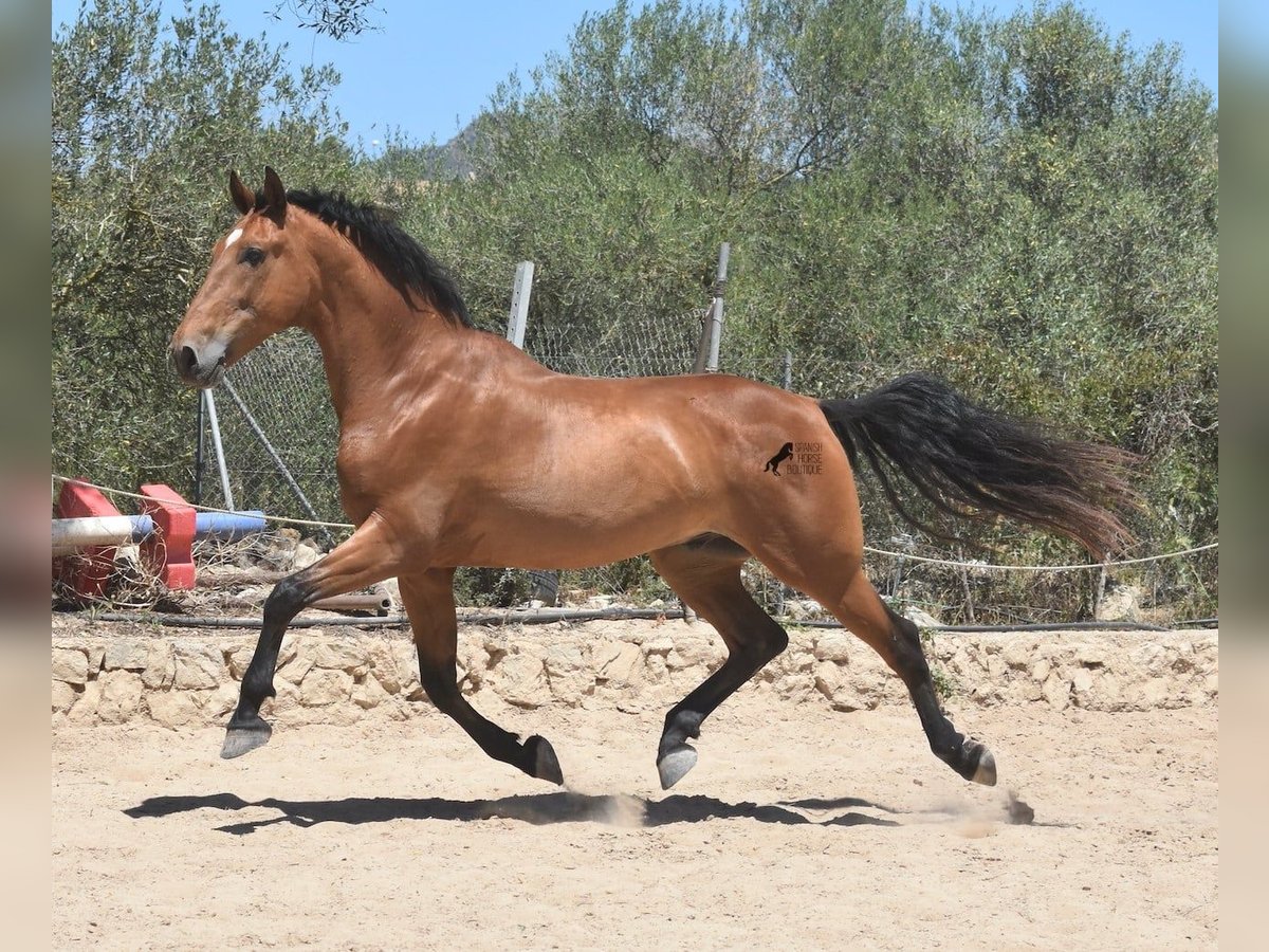 PRE Caballo castrado 12 años 159 cm Castaño in Mallorca